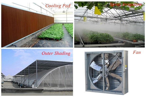 Opaque Polycarbonate Sheet Greenhouse for Herbs
