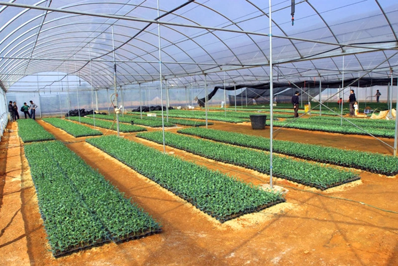 Agricultural Vegetable Tunnel Multi-Span Plastic/Polycarbonate Sheet PC/Glass/Greenhouse for Farming /Hydroponic