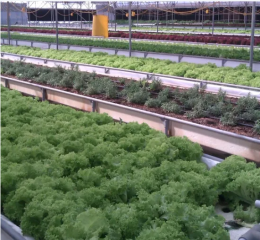 Drip Tape, Drip Irrigation System, Sprinkler Irrigation System, Hydroponic System Lettuce for Green House